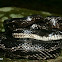 Black Rat Snake
