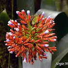 Bromeliad