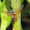 Hornet