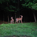 White tailed Deer