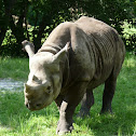 Black Rhino