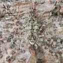 Two-tailed spider - feeding