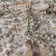 Two-tailed spider - feeding