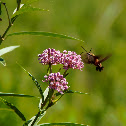 Hummingbird Moth and Swamp Milkweed