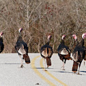 Wild turkey