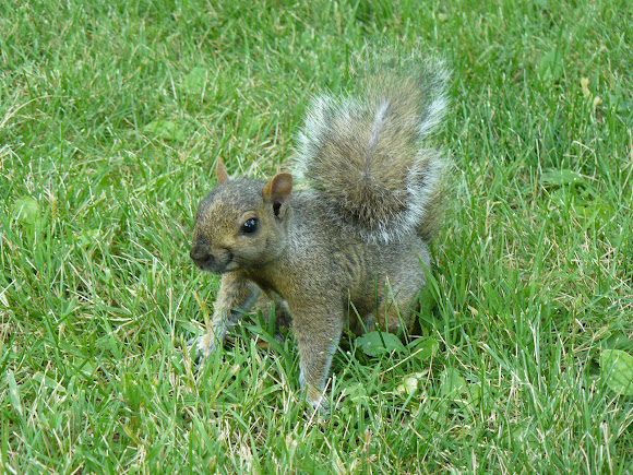 Spotting Image 1
