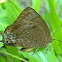 oakblue butterfly