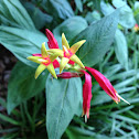 Indian Pink,   Pinkroot