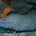 Honeycomb moray eel