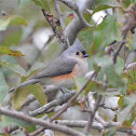 Tufted Titmouse