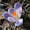 Crocus