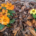Zinnia