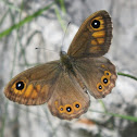 Large Wall Brown