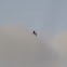 Magnificent Frigatebird