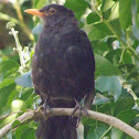 Common Blackbird