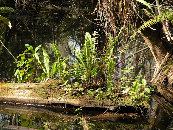 Spotting Image 1