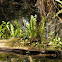 Boston Fern