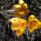 Crocus