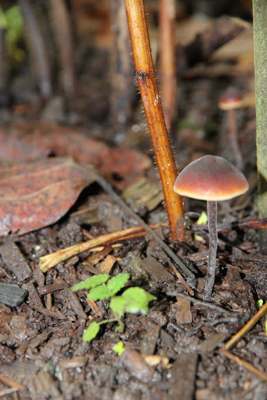 Spotting Image 1