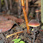 Macrocystidia cucumis