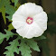 Morning glory?