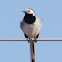 White Wagtail; Lavandero Blanco