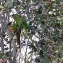 Green Parakeet