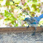 Western Scrub Jay