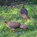 Australian Brush Turkey