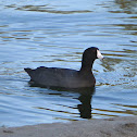 American Coot