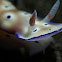 Nudibranch