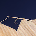 Stick Mantis