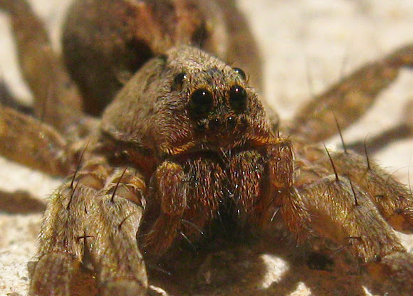Spotting Image 1