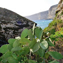 paddle cactus