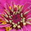 Giant Zinnia