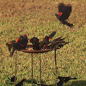 Red Winged Blackbird