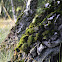 Silver Birch