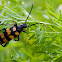 longhorn beetle