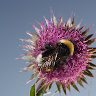 bumble-bee