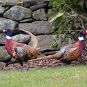 Ring Necked Pheasants