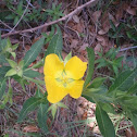 Common Primrose Willow