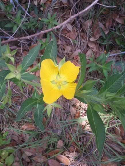 Spotting Image 1
