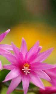 How to download Romantic Flowers Wallpaper 1.0 mod apk for android