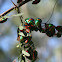 Green Jewel Bug