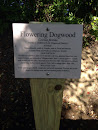 Flowering Dogwood Example