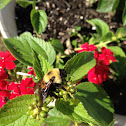 Bumblebee