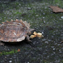 Spiny Turtle