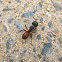 Ant