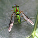 Long-legged Fly