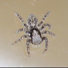 Springspinne